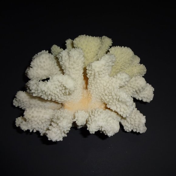 White Cats Paw Coral Home Decor Aquarium Nautical Ocean Beach Stylophora 2.1 lbs